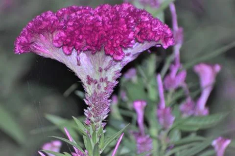 Cockscomb flower Stock Photos