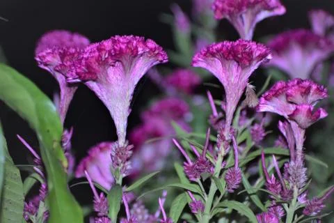 Cockscomb flower Stock Photos