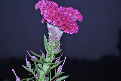 Cockscomb flower Stock Photos