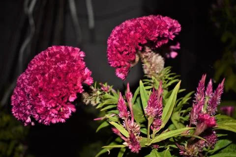 Cockscomb flower Stock Photos