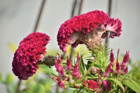 Cockscomb flower Stock Photos