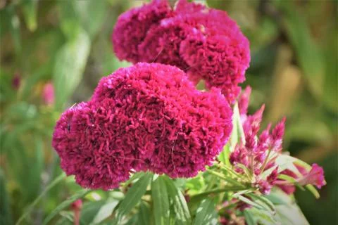 Cockscomb flower Stock Photos