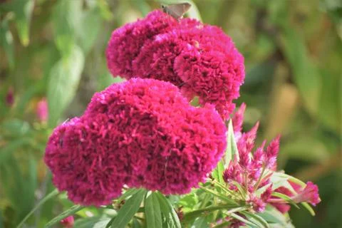 Cockscomb flower Stock Photos