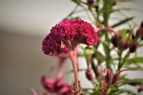 Cockscomb flower Stock Photos
