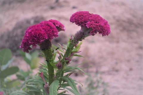 Cockscomb flower Stock Photos