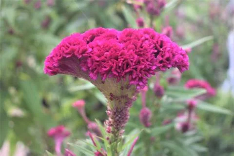 Cockscomb flower Stock Photos