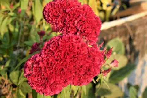 Cockscomb flower Stock Photos