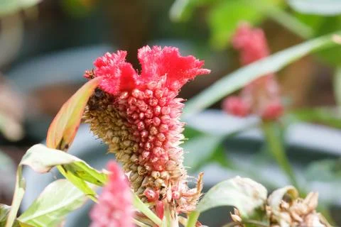 Cockscomb flower in red. Stock Photos