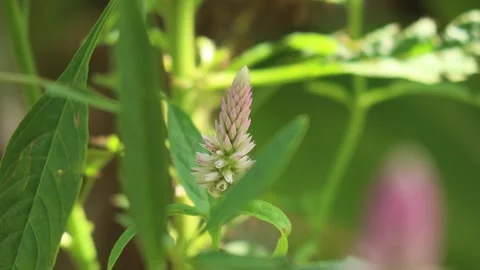 Cockscomb flower1 Stock Footage 320354201