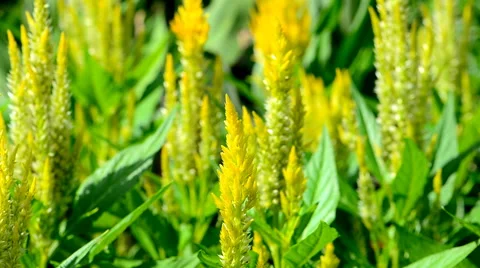Cockscomb flowers in field Stock Footage 57393524