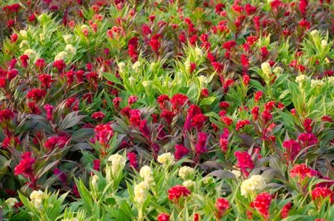 Cockscomb flowers Stock Photos