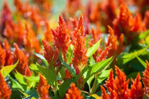 Cockscomb flowers Stock Photos