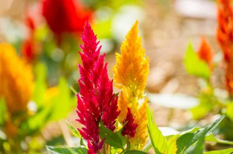 Cockscomb flowers Stock Photos