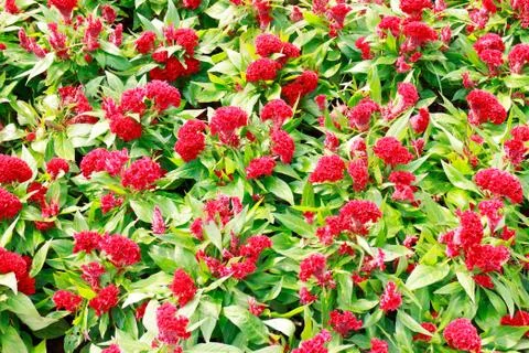 Cockscomb flowers Stock Photos