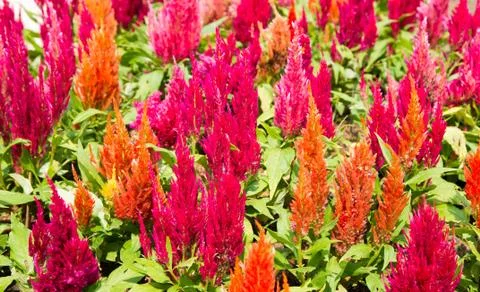 Cockscomb flowers Stock Photos