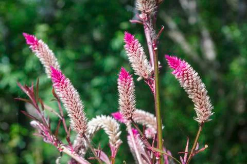 Cockscomb or celosia argentea Stock Photos