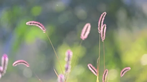 Cockscomb patch, Hubei Vídeo Stock 347331530