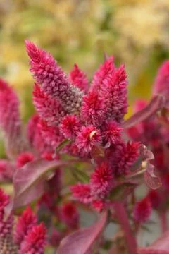 Cockscomb Stock Photos