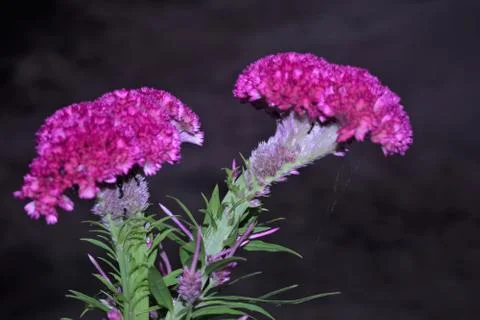 Cockscomb Stock Photos