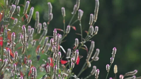 Cockscomb spike, Hubei Video stock 347329722