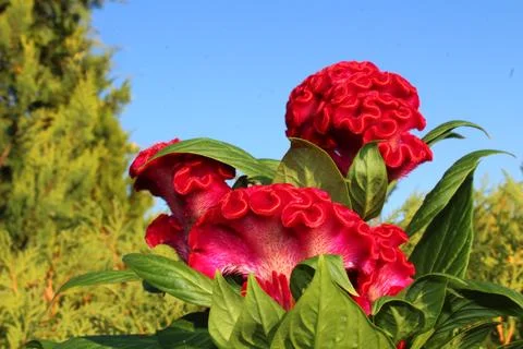 Cockscomb in the summer Stock Photos