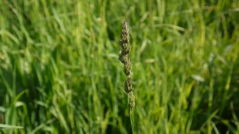 Cocksfoot Dactylis glomerata in the field. Stock Footage