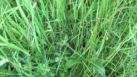 Cocksfoot Dactylis glomerata green grass in summer field motion vertical Stock Footage