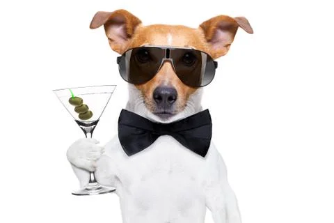 Cocktail drinking  dog Фото