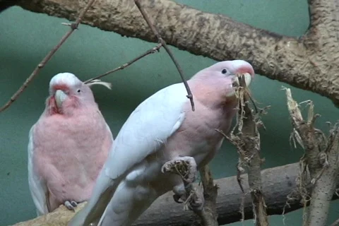 Cocktoo couple  動画素材 348670