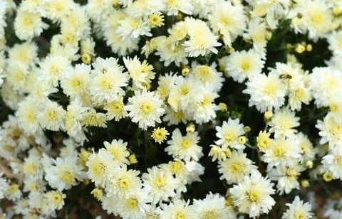 Coco Chanel multiflora Chrysanthemum close up Foto stock