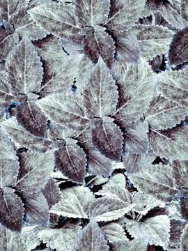 Coco colored wild leaf seamless pattern design Stock Illustration