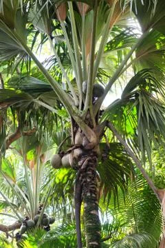 Coco de mer coconuts growing on a palm tree 스톡 사진