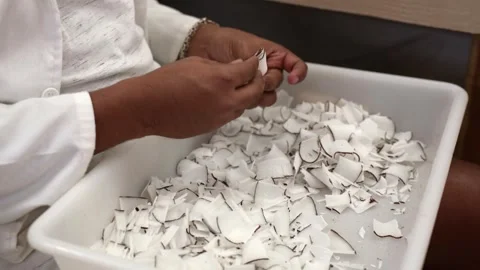 Coco de mer collection, man putting the vegetable ivory (coco de mer meat) Stockbeeldmateriaal 246503812