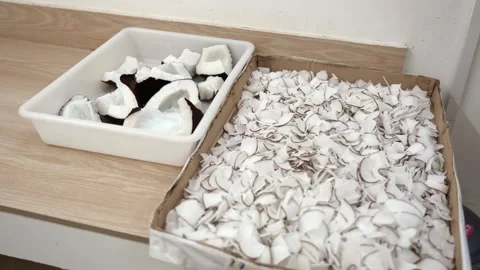 Coco de mer collection, man putting the vegetable ivory (coco de mer meat) Stockbeeldmateriaal 246503819