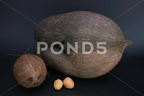 Coco de mer lodoicea maldivica double coconut Stock Photos