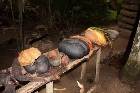 Coco De Mer Nut - Seychelles, Praslin, Vallee De Mai Stock Photos