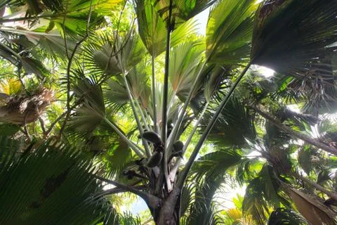 Coco de mer palm forest Stock Photos
