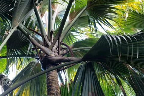 Coco de mer palm at la digue island, seychelles Stock Photos