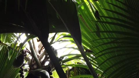 Coco de Mer palm SLOW MOTION Vidéo 163729178