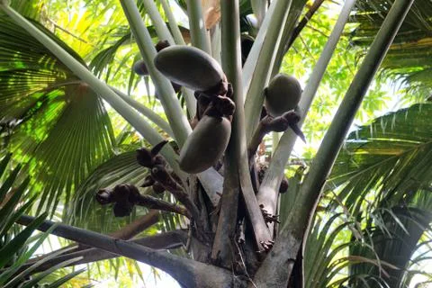 Coco de mer palm tree Stock Photos