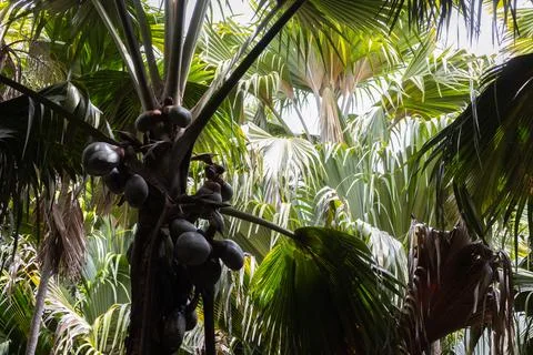 Coco de mer palm tree with fruits, Praslin island, Seychelles Foto stock