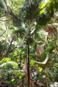 Coco de mer palm trees on praslin, seychelles Stock-Fotos