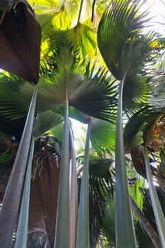 Coco de mer palm trees on praslin seychelles Stock Photos