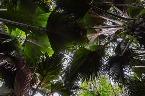 Coco de mer palm trees, Lodoicea. Vallee de Mai, Praslin island Stock Photos