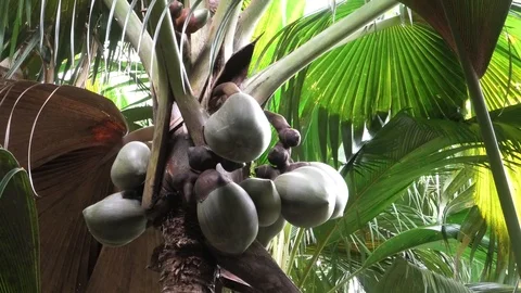 Coco de Mer palm at Valee de Mai Vidéo 112104012