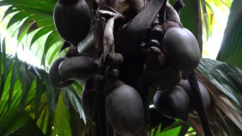 Coco de Mer Seychelles Ultra HD 4K Video Stock Footage 155121241