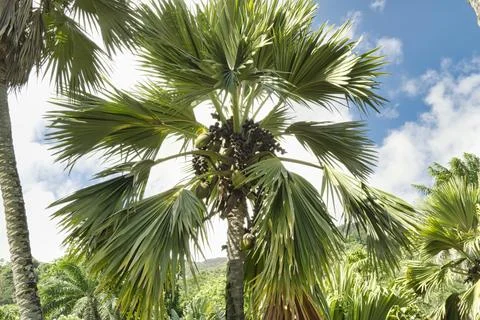Coco de mer tree in botanical garden 2 Stock Photos