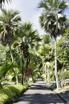 Coco de mer tree in botanical garden 3 Stock Photos