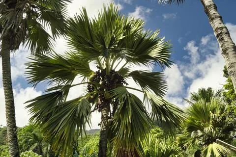 Coco de mer tree in botanical garden Stock Photos