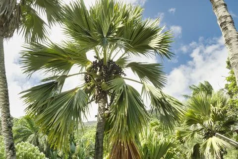Coco de mer tree in botanical garden 1 Stock Photos